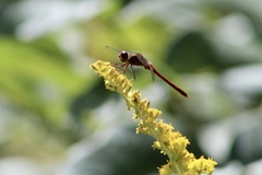 Sympetrum vicinum