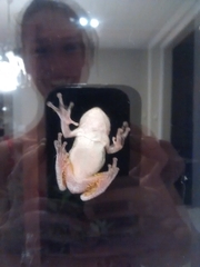 Hyla chrysoscelis