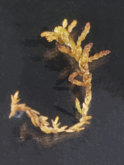 Sphagnum pylaesii