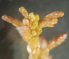 Sphagnum pylaesii