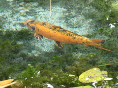 Cyprinus rubrofuscus