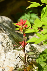 Castilleja miniata