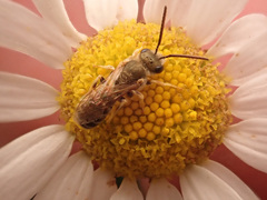 Halictus subauratus