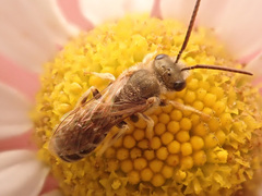 Halictus subauratus