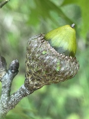Quercus ellipsoidalis