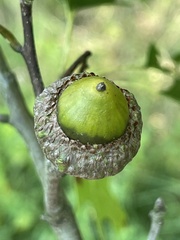 Quercus ellipsoidalis