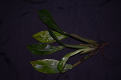 Philodendron auriculatum