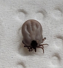 Ixodes ricinus