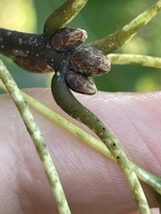 Quercus ellipsoidalis