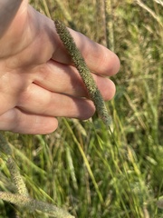 Phleum pratense pratense