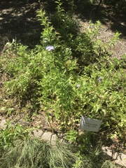 Conoclinium dissectum