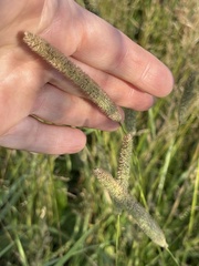 Phleum pratense pratense