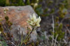 Castilleja occidentalis