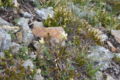 Castilleja occidentalis