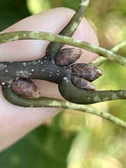 Quercus ellipsoidalis