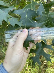 Quercus ellipsoidalis