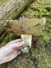 Caloboletus conifericola