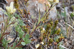 Castilleja occidentalis