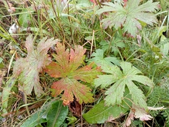 Geranium sylvaticum