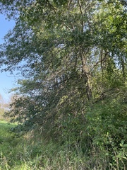 Quercus ellipsoidalis