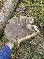 Caloboletus conifericola