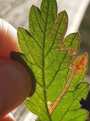 Stigmella aurella