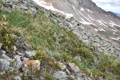 Castilleja occidentalis