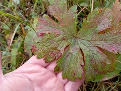 Geranium sylvaticum