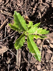 Senecio glastifolius