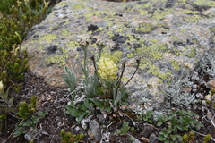 Castilleja occidentalis
