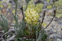 Castilleja occidentalis