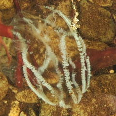 Ctenophora