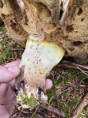 Caloboletus conifericola