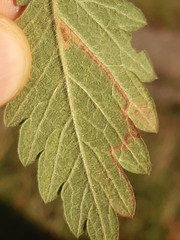 Stigmella aurella