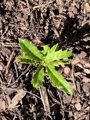 Senecio glastifolius