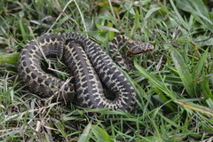 Vipera seoanei