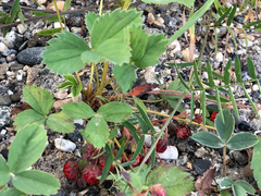 Fragaria chiloensis