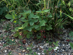 Fragaria chiloensis