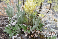 Castilleja occidentalis