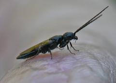 Pristepyris armiferus