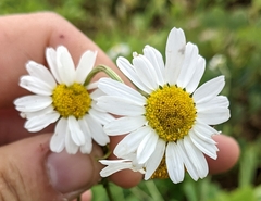 Anthemis cotula