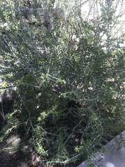 Sarcomphalus obtusifolius