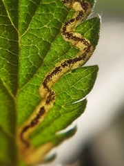 Stigmella aurella