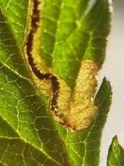 Stigmella aurella