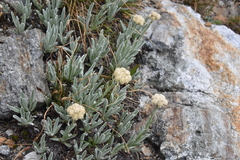 Antennaria lanata