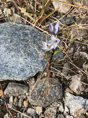 Lomatogonium rotatum