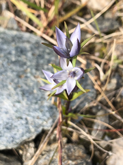 Lomatogonium rotatum