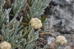 Antennaria lanata