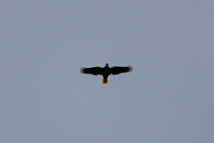 Psarocolius montezuma