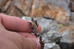 Poa alpina